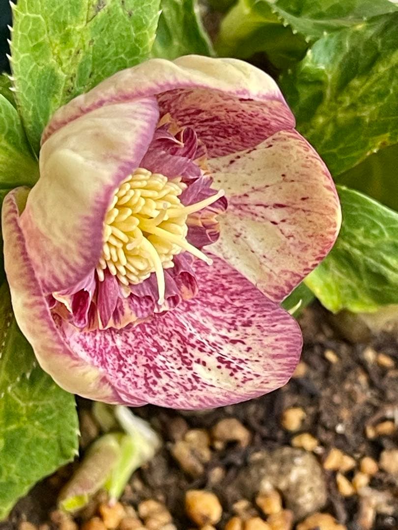 クリスマスローズ苗　⭐️157 sdホワイトブロッチ✖️ddエクリプスゴールドタイプ