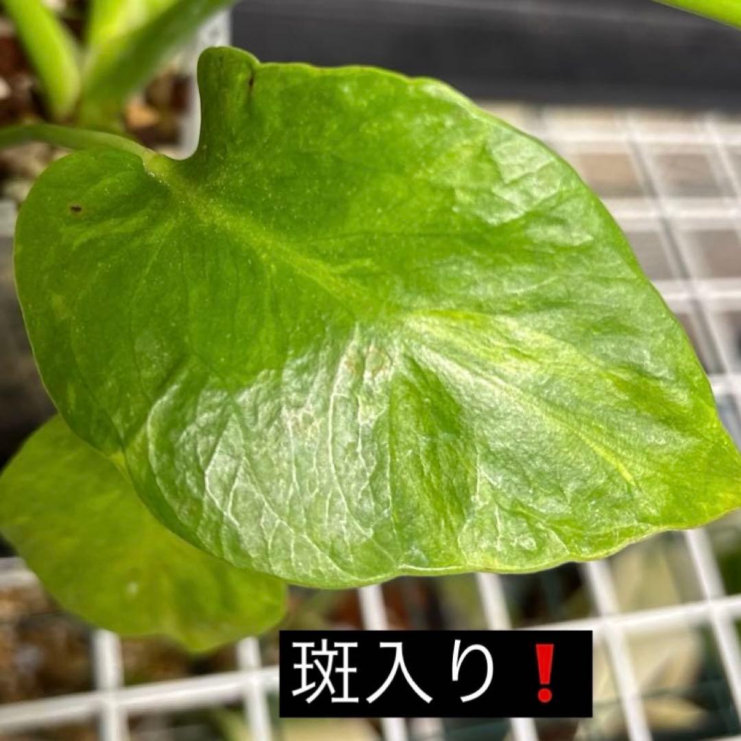 ラスト1 ❗️ レア　モンステラ　デリシオーサ　羅紗丸葉　双頭龍　元斑入り