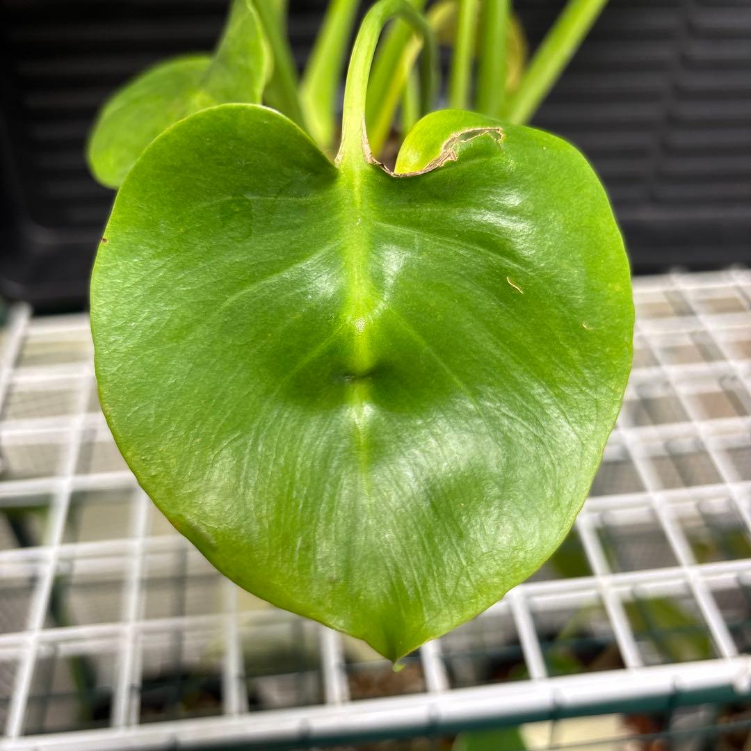 ラスト1 ❗️ レア　モンステラ　デリシオーサ　羅紗丸葉　双頭龍　元斑入り