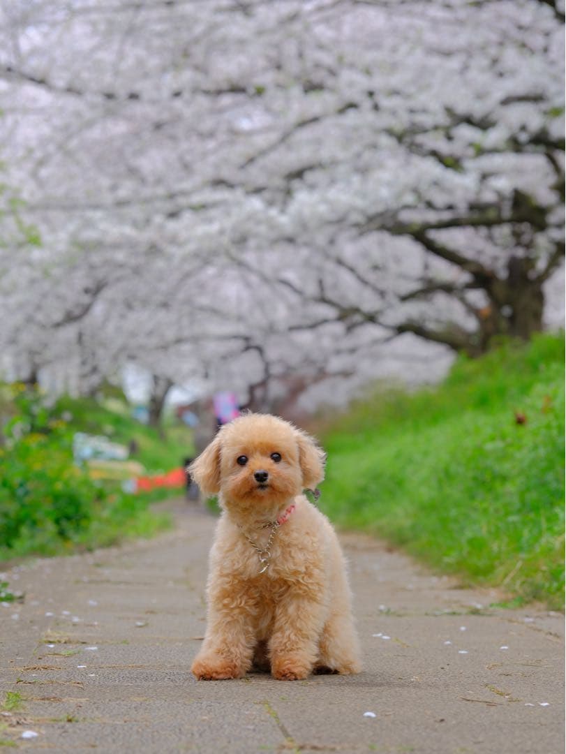 富士フイルム　美品gf100-200mmF5.6R LM OIS WR