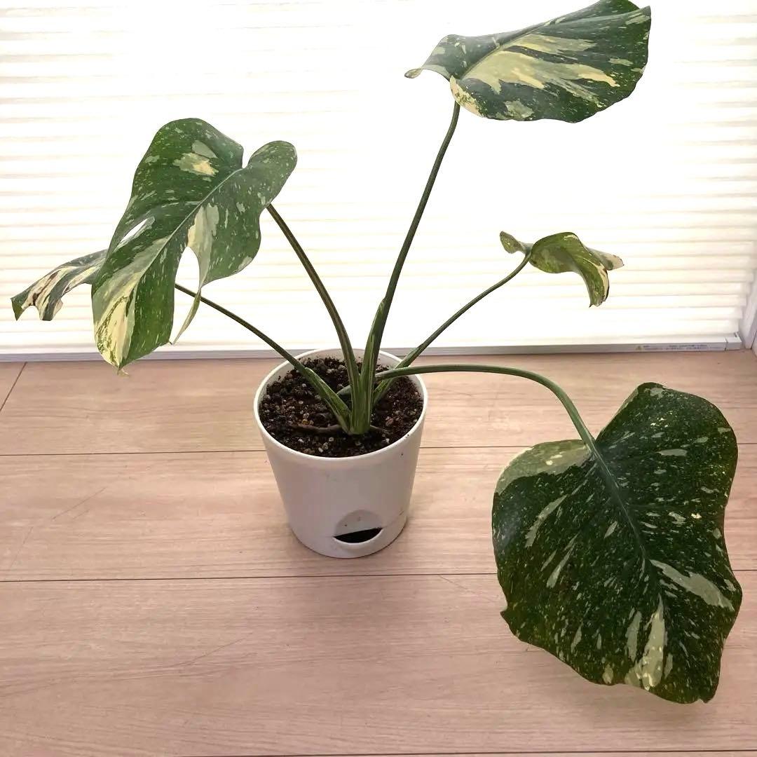 k*u様 鉢ごと発送【希少】モンステラ　デリシオーサ　レガシー★班入り▪️▪️