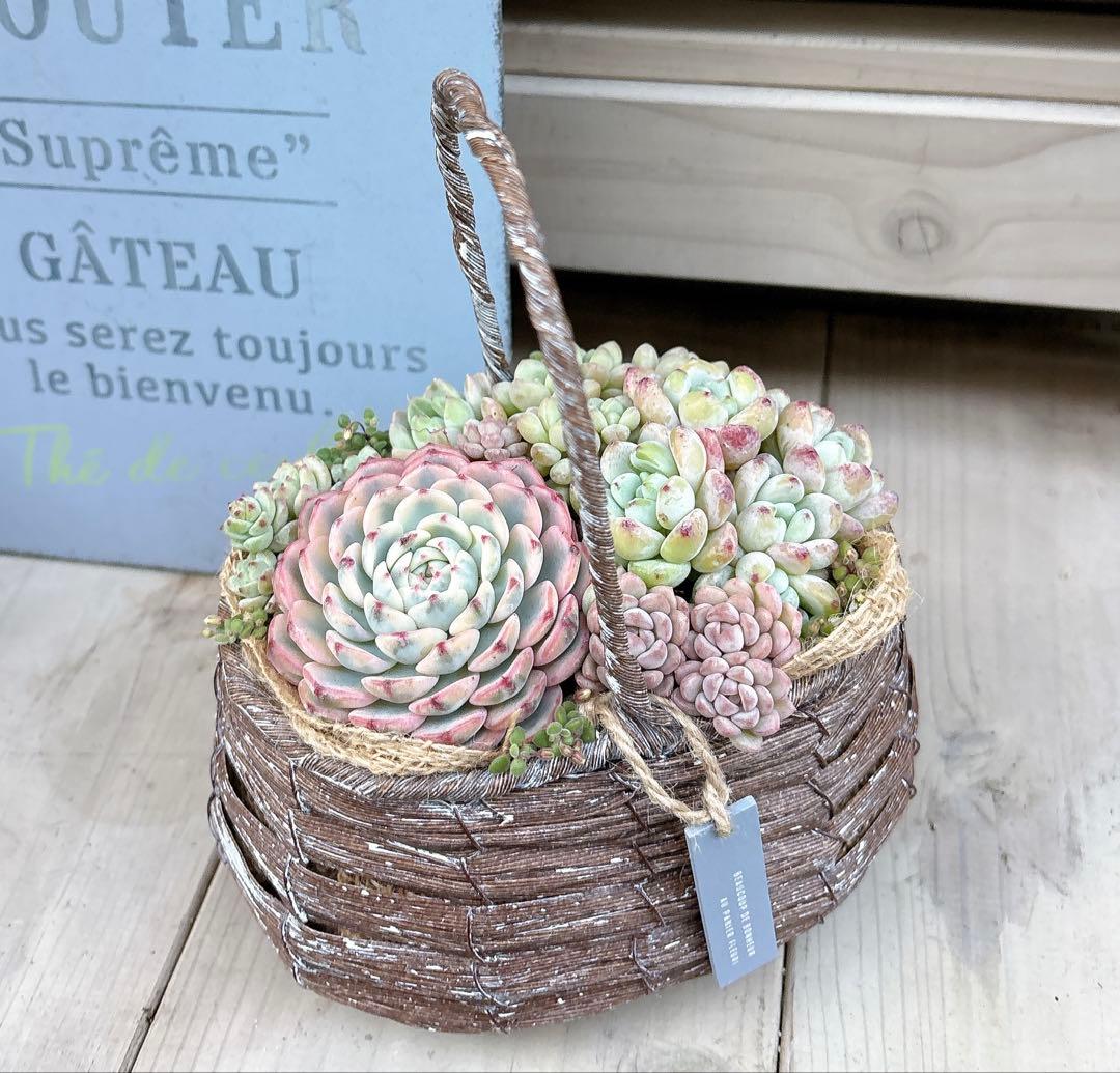 専用ページ　　多肉植物　寄せ植え　かご　·͜· ꕤ︎︎