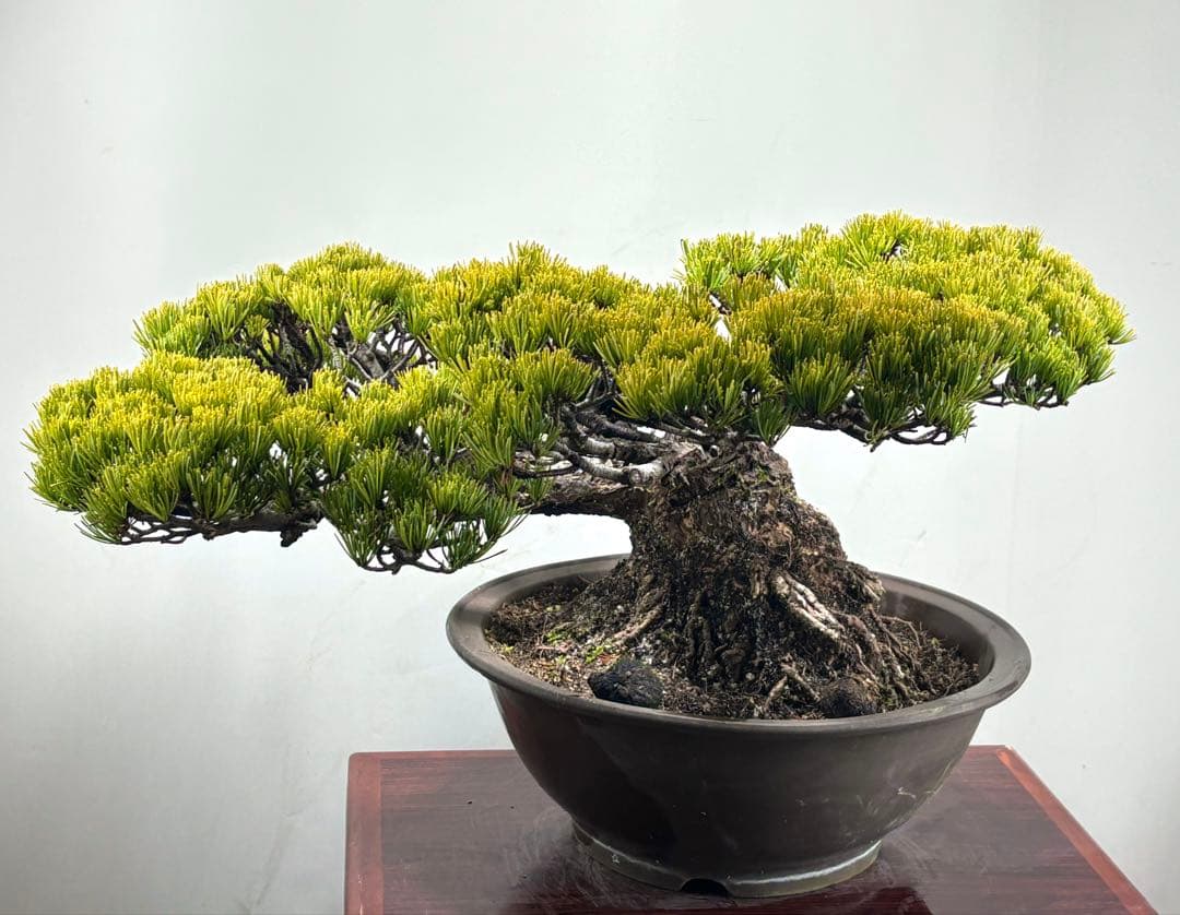 【みやじま】大阪松　五葉松　盆栽‼️