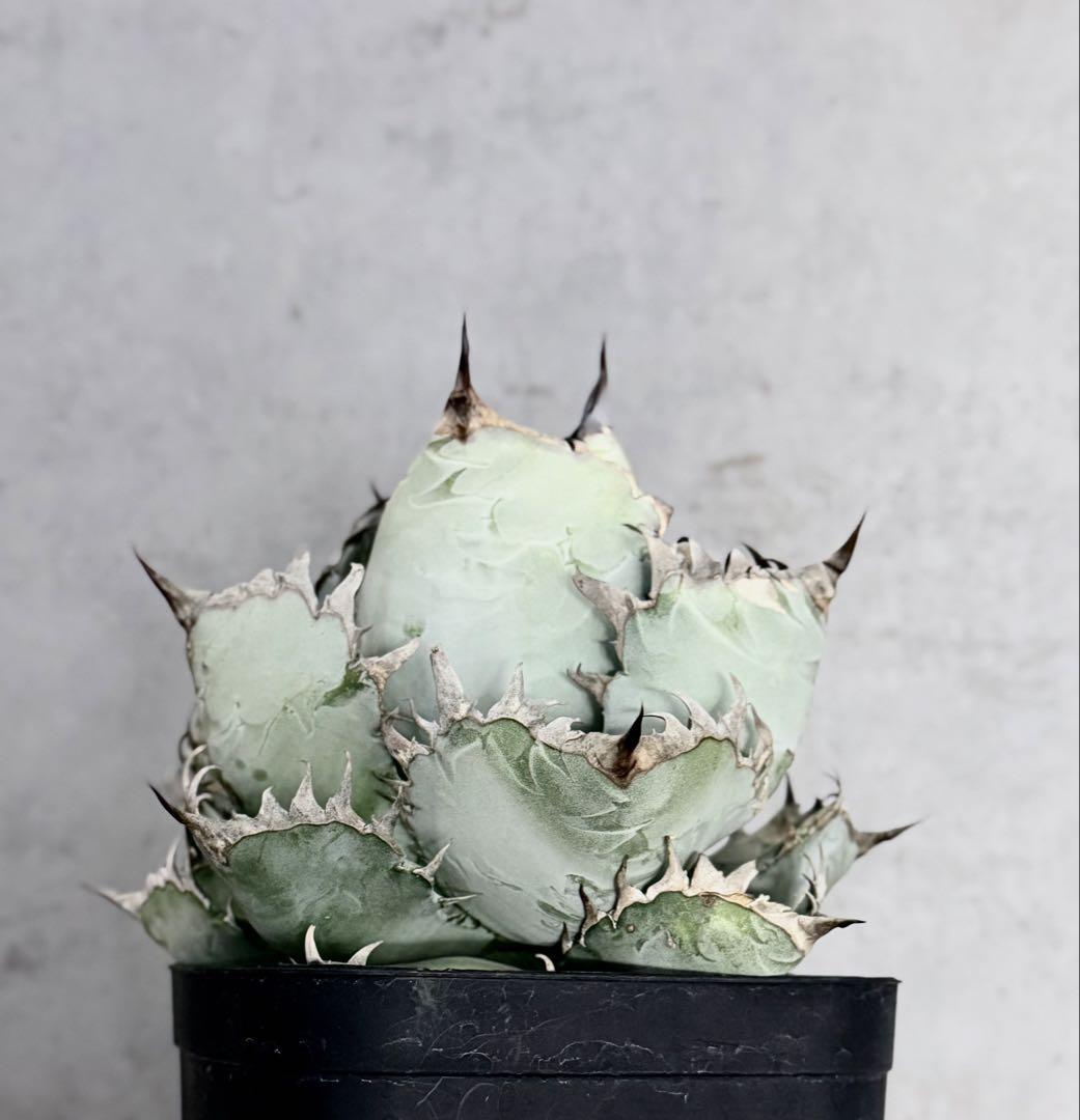 アガベ「ビースト」極上白肌株（本物）（Agave）（beast）