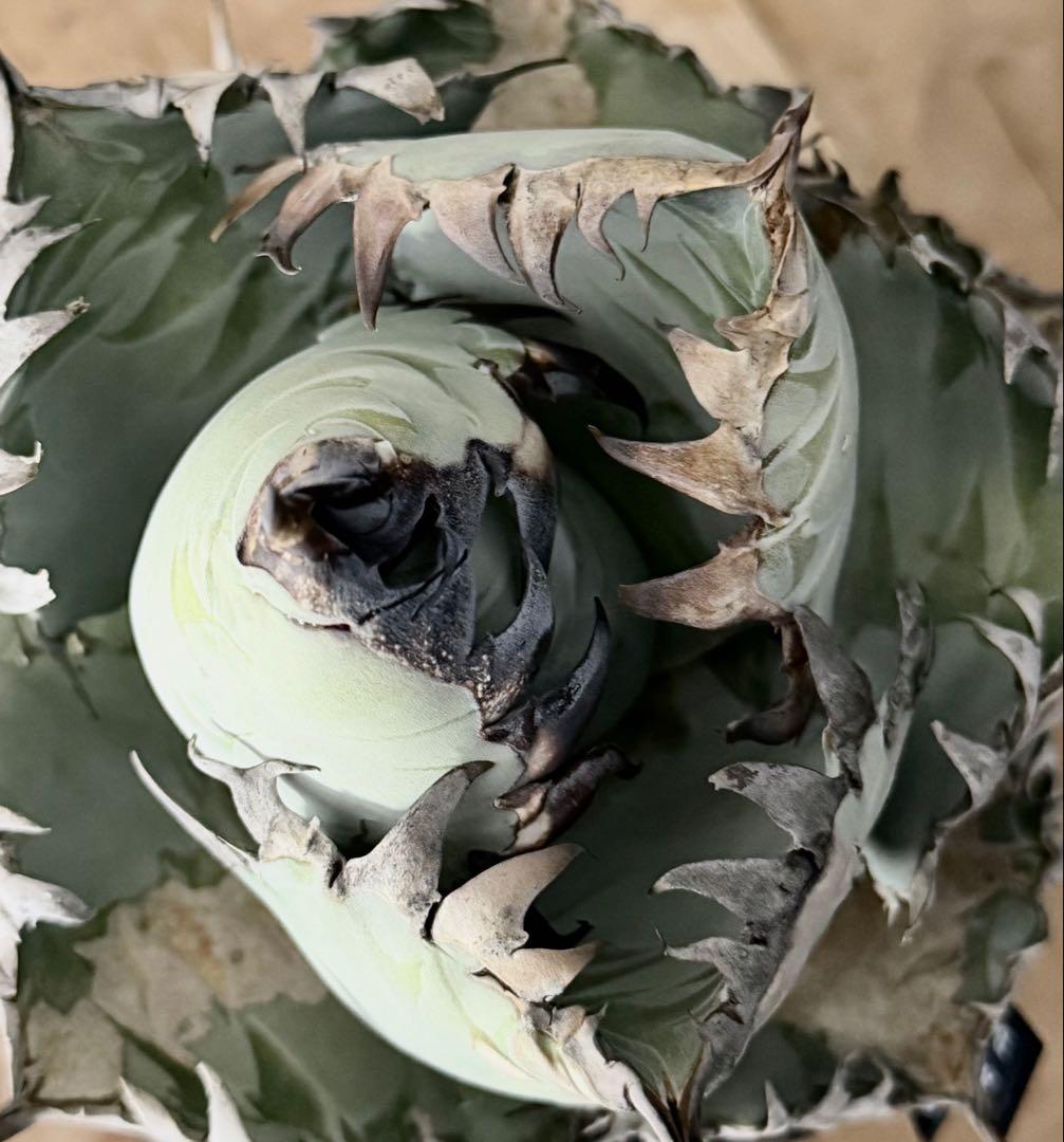 アガベ「ビースト」極上白肌株（本物）（Agave）（beast）