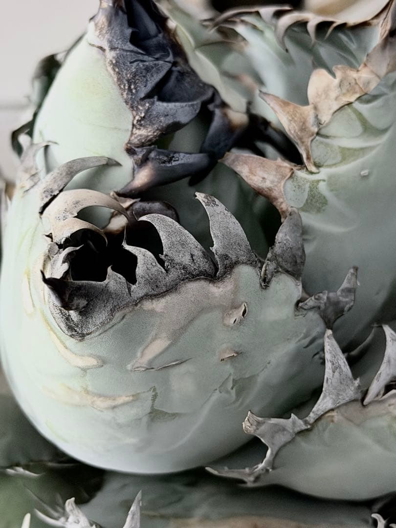 アガベ「ビースト」極上白肌株（本物）（Agave）（beast）