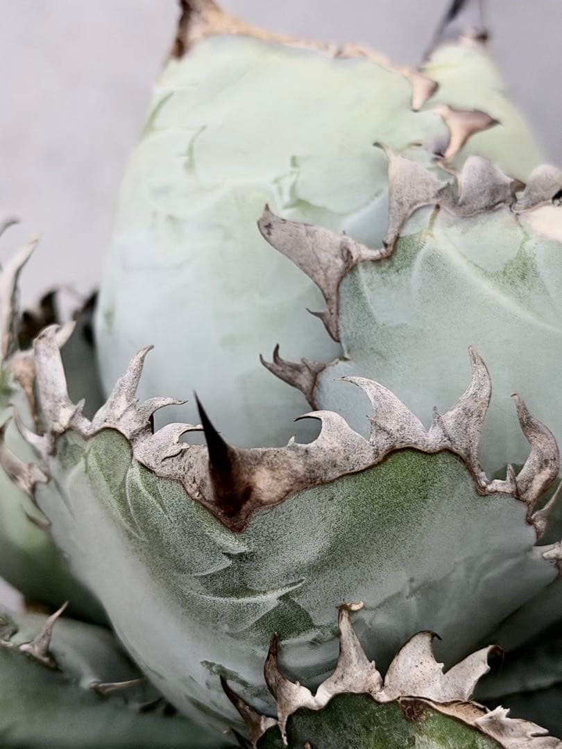 アガベ「ビースト」極上白肌株（本物）（Agave）（beast）