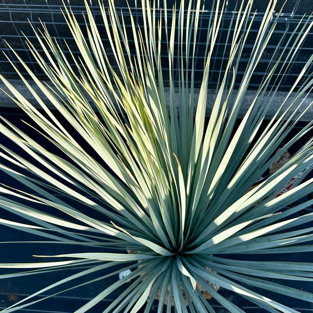 ユッカ ロストラータ（樹高:約120cm）Nov34