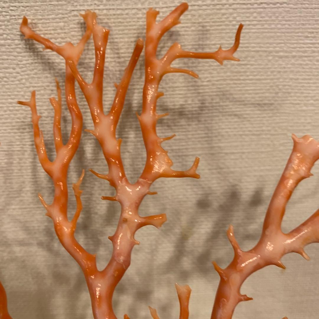 珊瑚　アンティーク　1体 縁起物　激安
