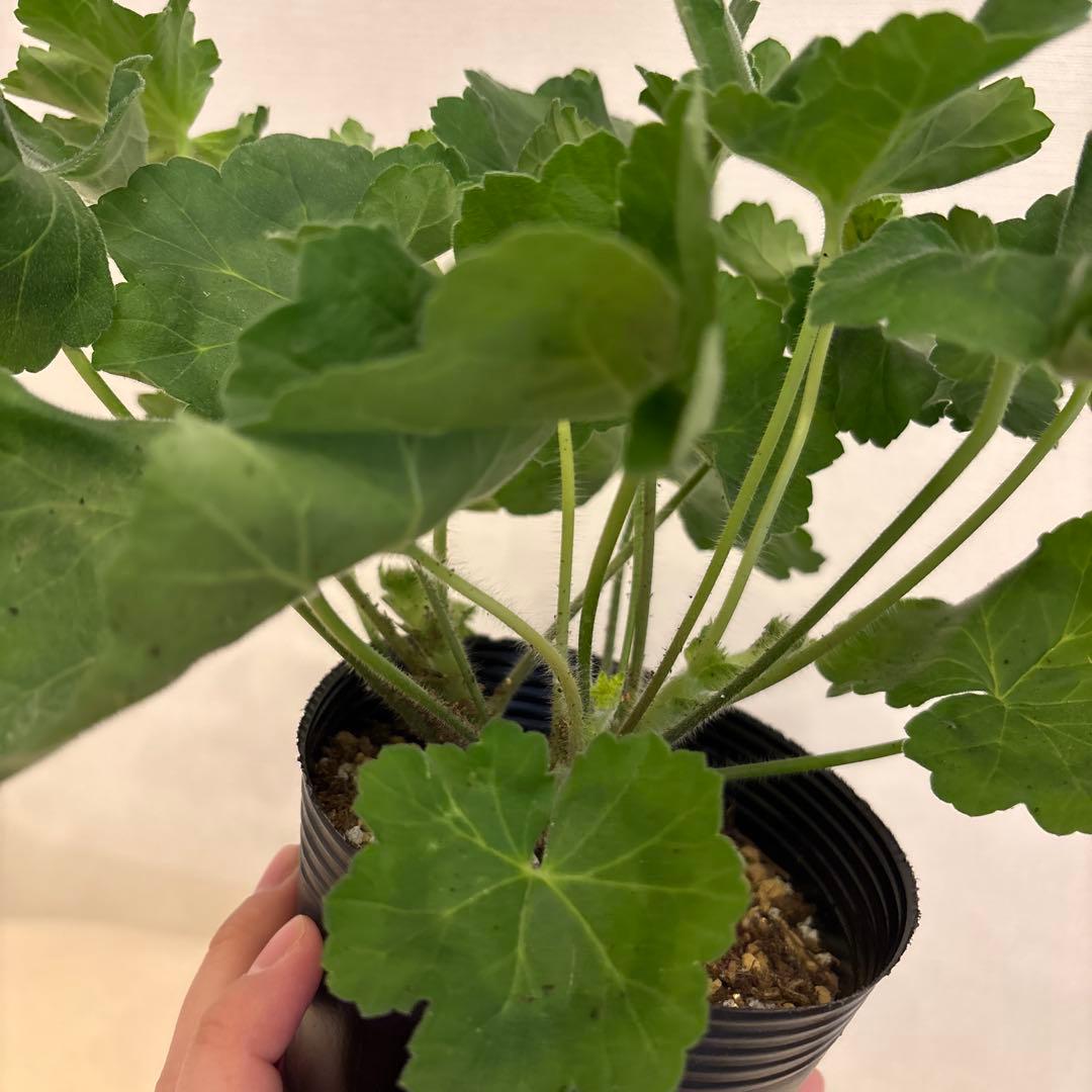 専用リンク　海外品種ゼラニウム　レア品種ゼラニウム　2年苗