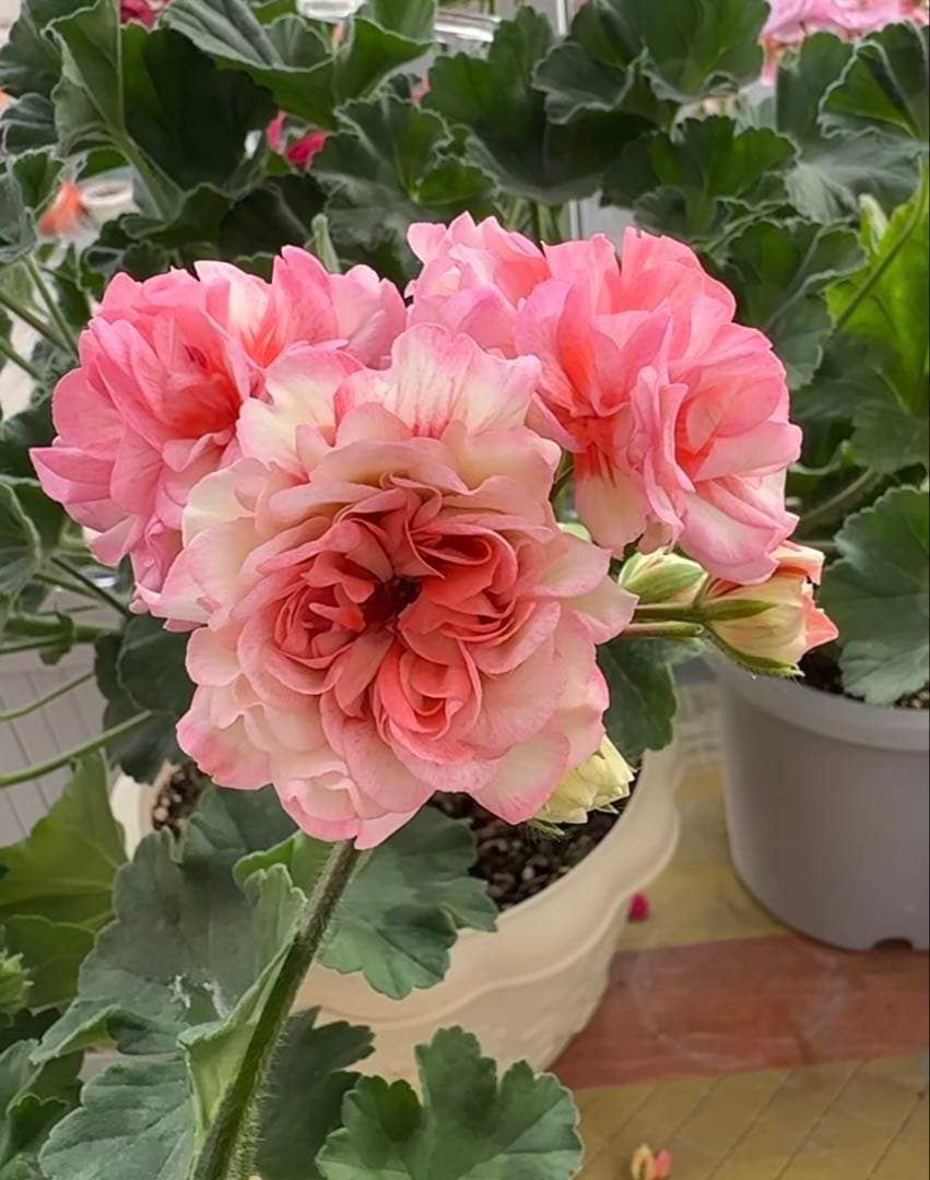 専用リンク　海外品種ゼラニウム　レア品種ゼラニウム　2年苗