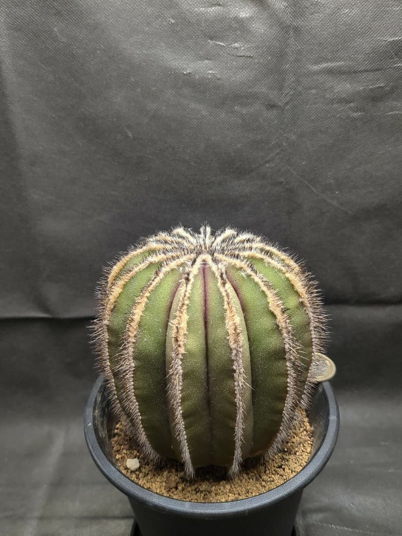 Uebelmannia pectinifera　ユーベルマニア　ペクチニフェラ