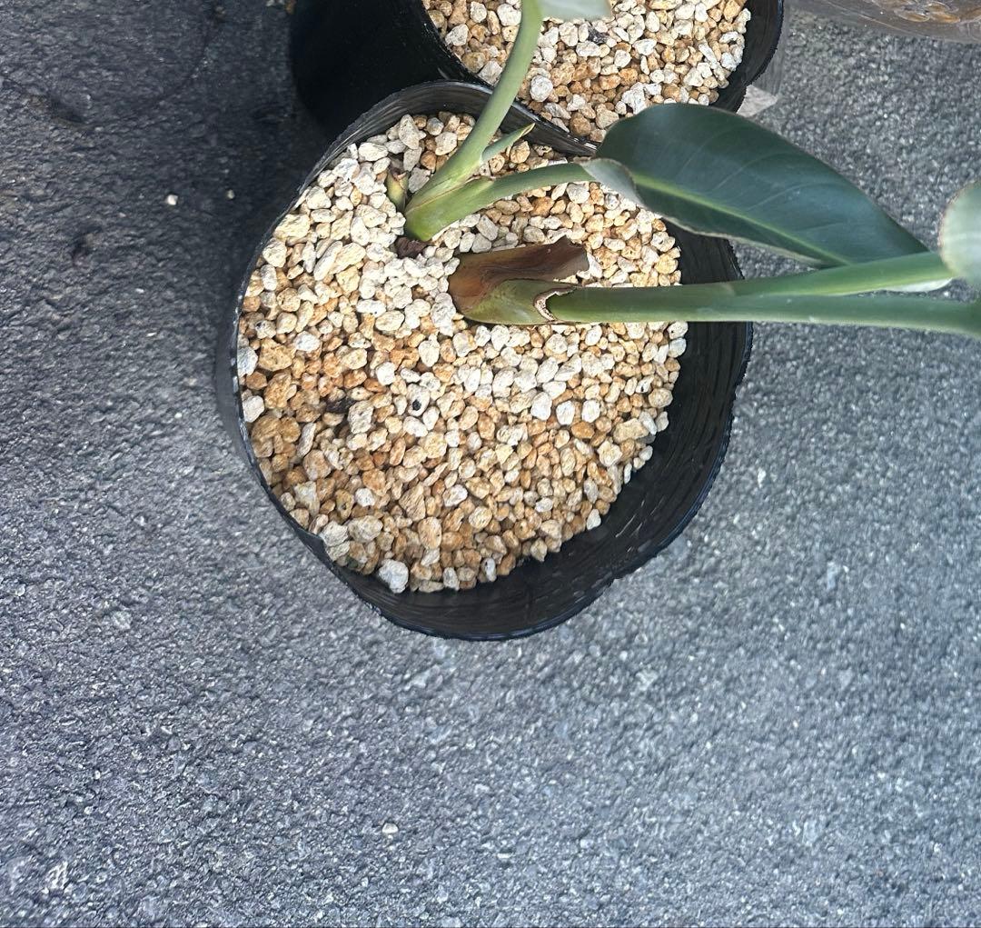 ストレリチア　オレンジプリンス　レギネー　極楽鳥花　ストレチア　沖縄　ハワイ