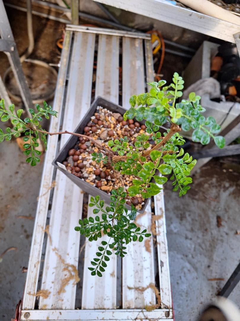 珍品　オペルクリカリア パキプス 　斑入り 最終値下げ