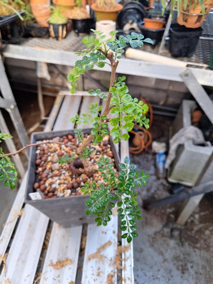 珍品　オペルクリカリア パキプス 　斑入り 最終値下げ