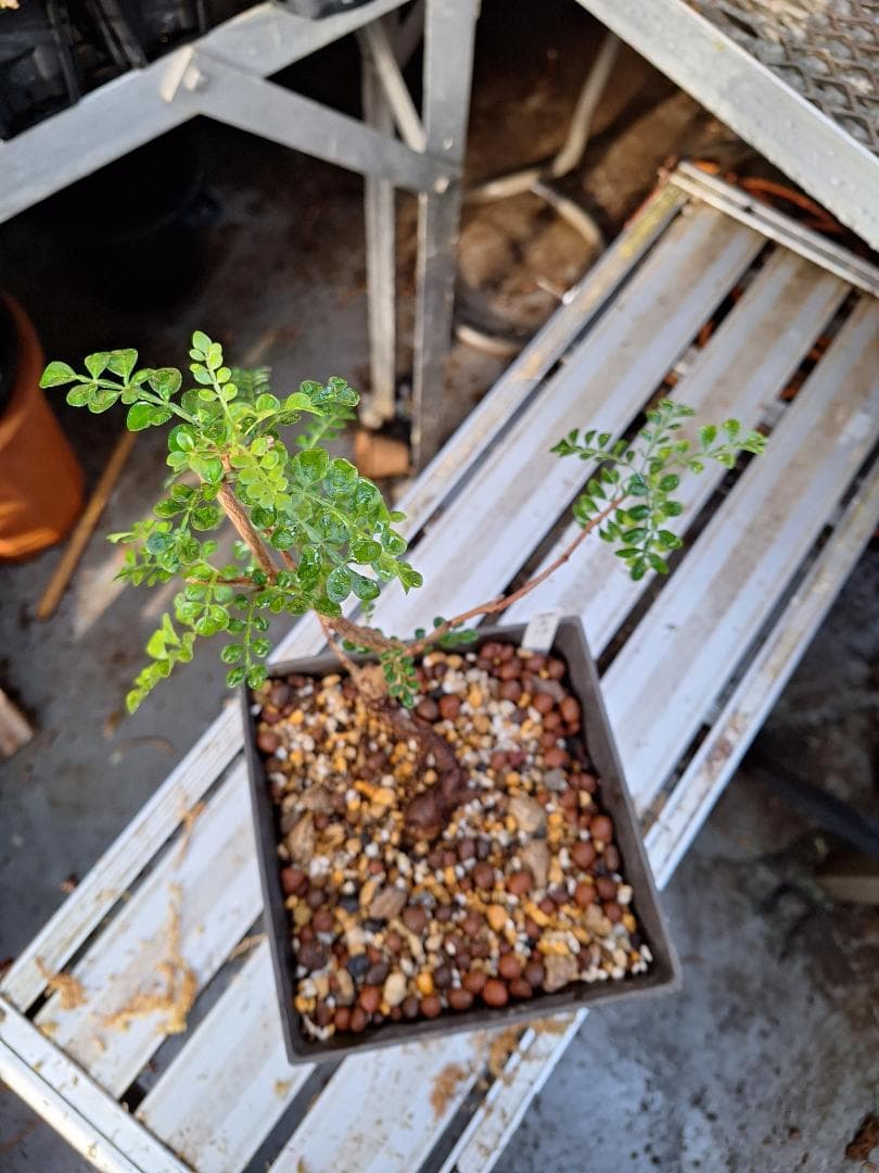 珍品　オペルクリカリア パキプス 　斑入り 最終値下げ