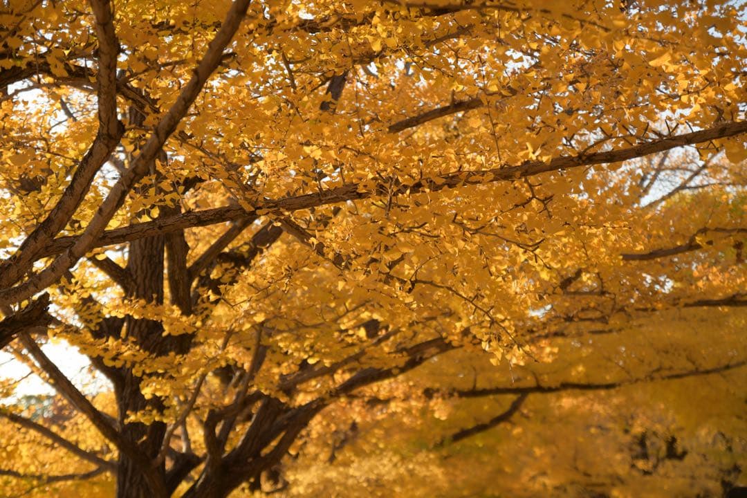 美品TAMRON SP 17-50mm F2.8 Di II VC Nikon用