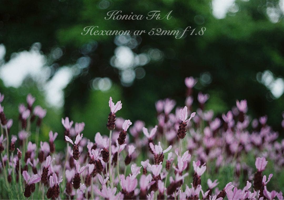 ★完動品＊美品★コニカfta／hexanon 52mm f1.8★初期保証