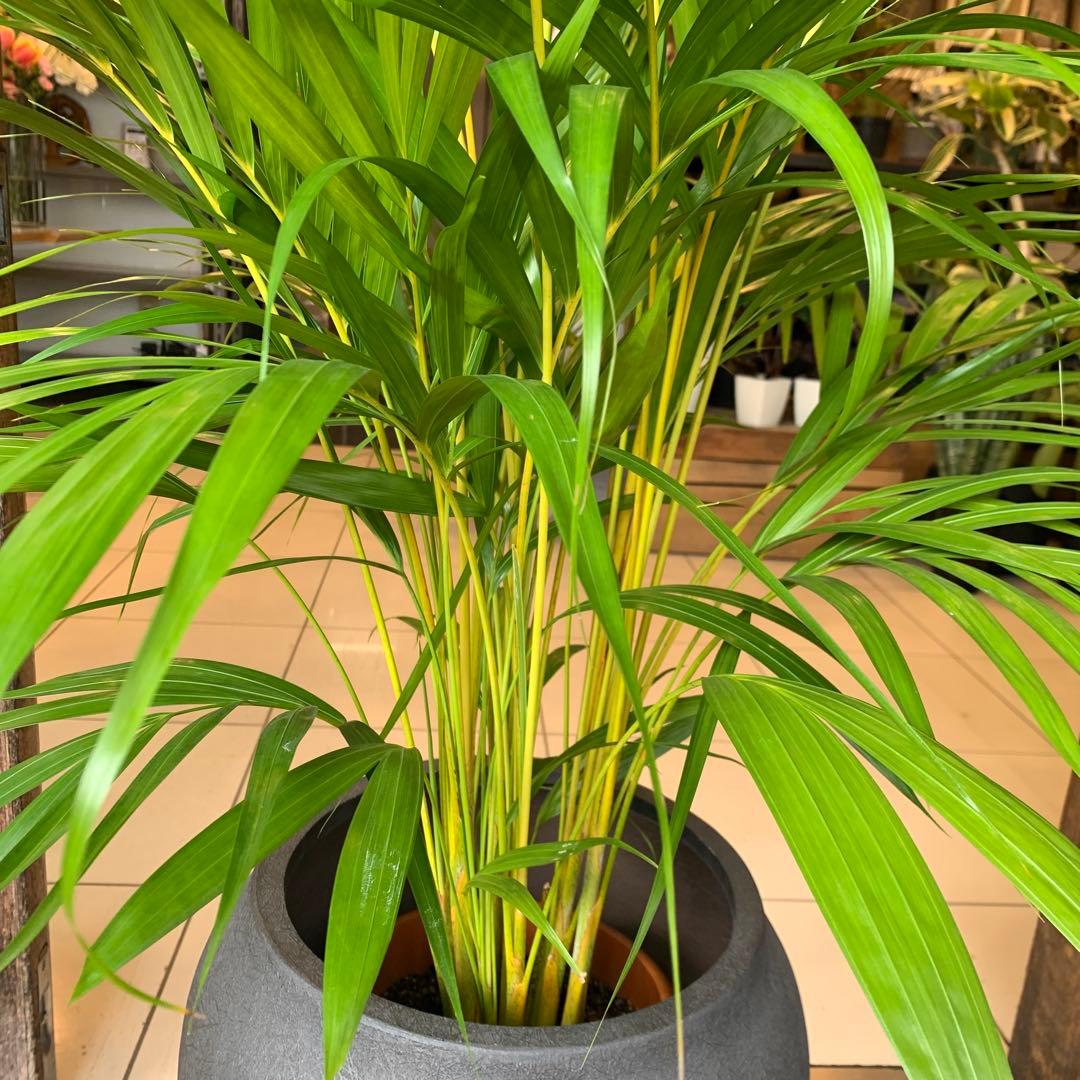 アレカヤシ ファイバー鉢 お皿付き