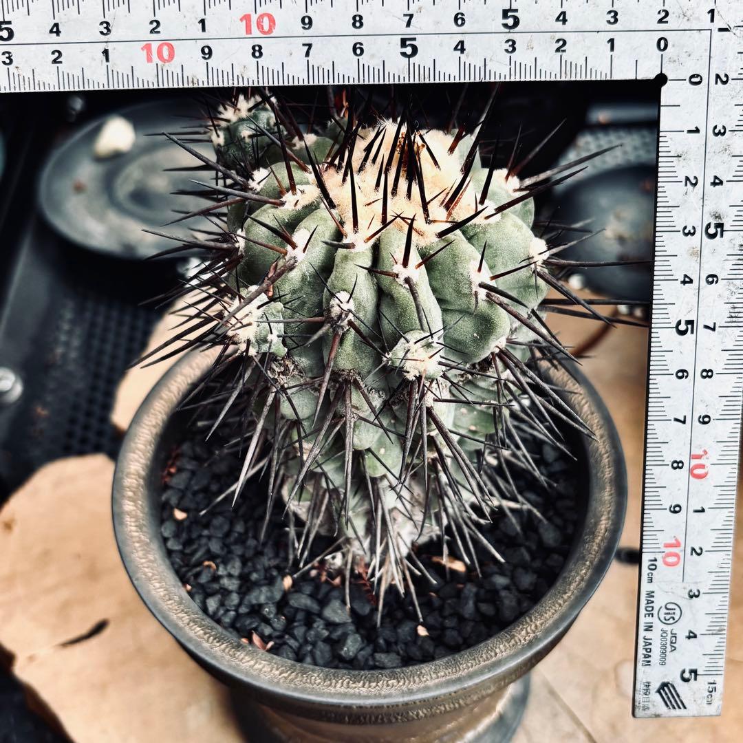 短期間限定超特価！ 現地株 コピアポア シネレア 黒王丸 田中元将 作家鉢