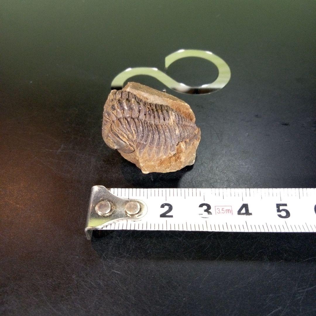三葉虫　化石　ボリビア産　南アメリカ　trilobite　Bolivia三葉虫①