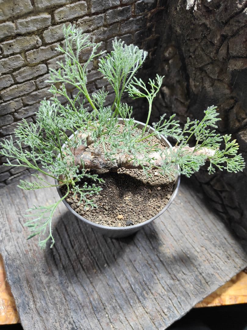 サウコカウロン　ペニクリナム　大株