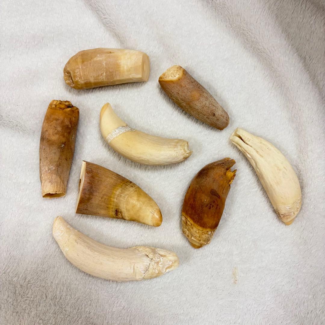 【最終値下げ】マッコウクジラ　歯　485g 8本　鯨