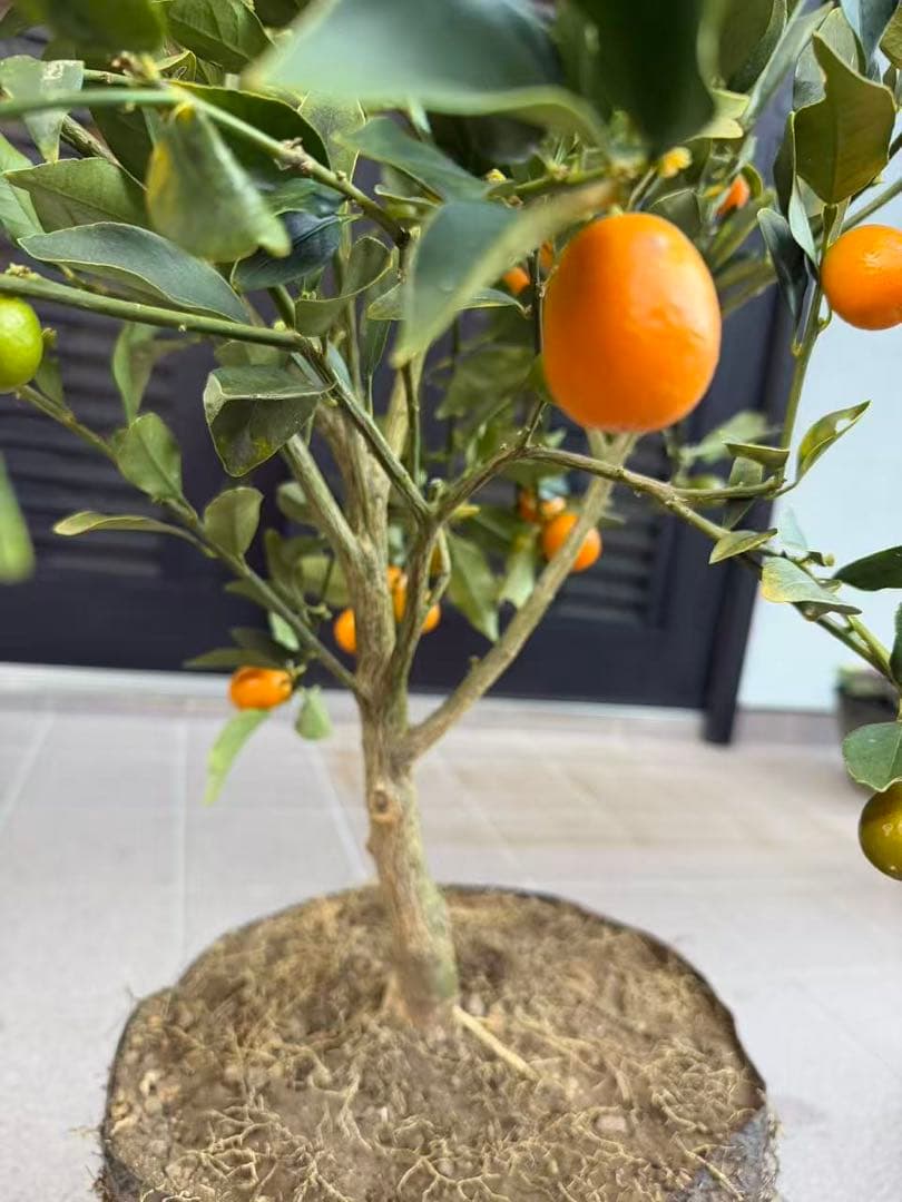 希少金柑ぷちまる 実が沢山付き 特大株 果樹　凄く甘い