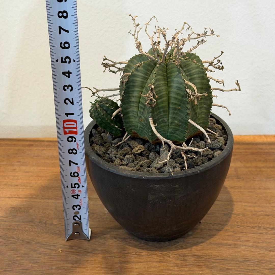 【美株】ユーフォルビア スーパーバリダ 雌株 国内実生株 塊根植物 サボテン