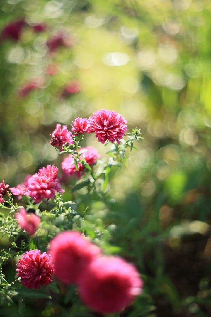 《希少》PENTACON auto 50mm F1.8 前期型 【光学美品】