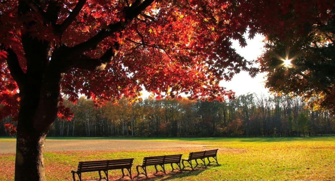 CANON　EOS　20D⚡️一眼レフ⚡️初心者　広角から望遠まで⚡️キャノン