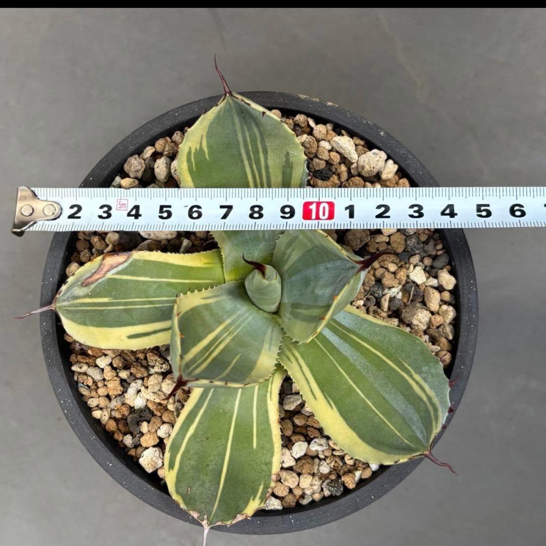 3株セット・アガベ ライムストリーク トランカータ ホーチエンシス