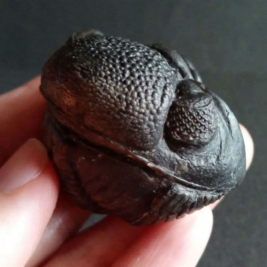 化石　骨格　標本　三葉虫　ファコプス　大型種