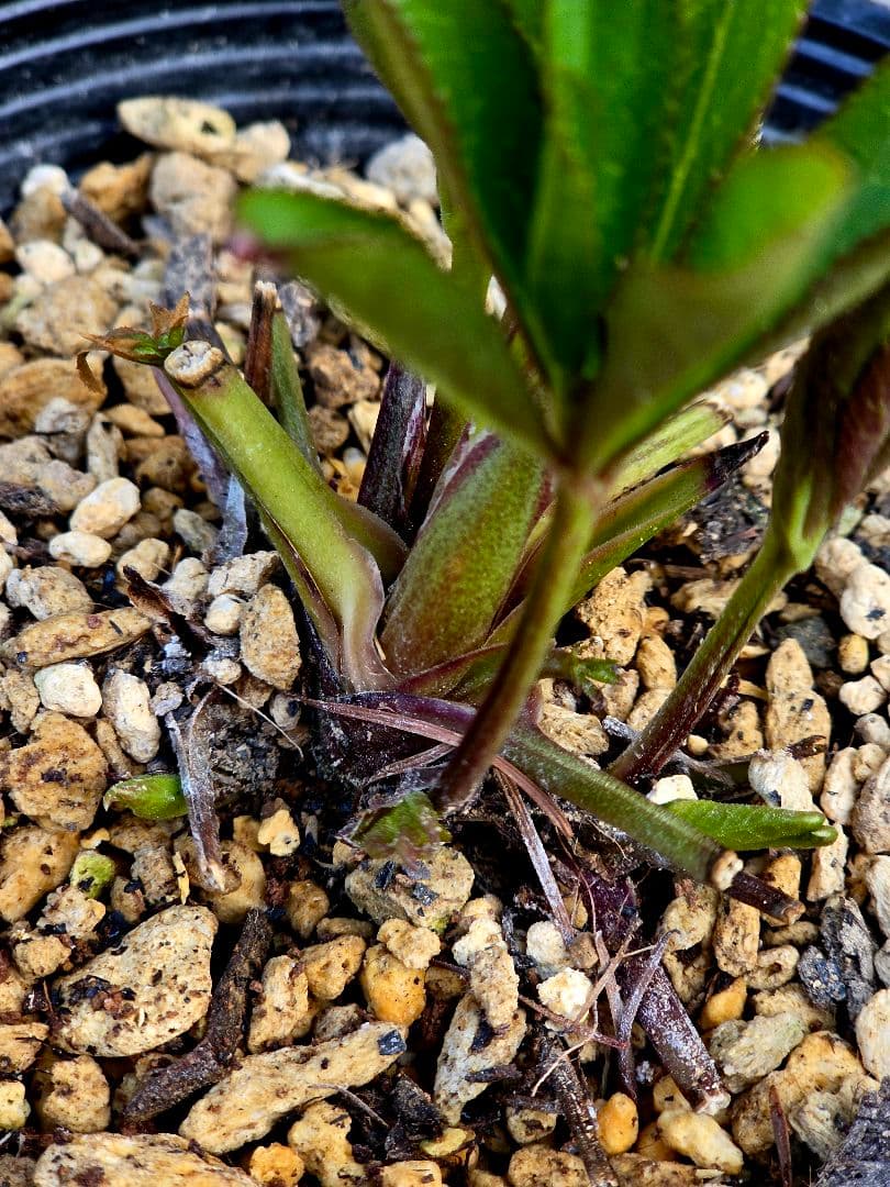 クリスマスローズ　キラメキレッド