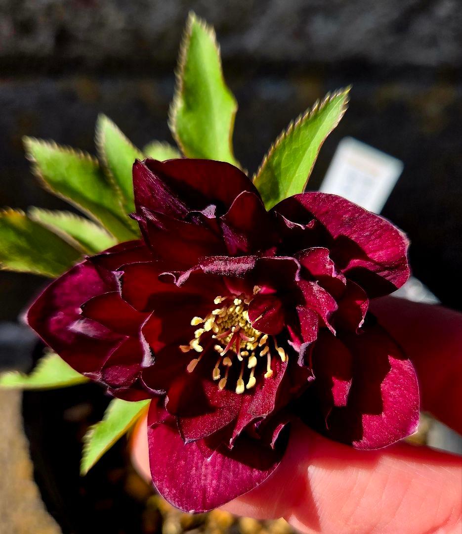 クリスマスローズ　キラメキレッド