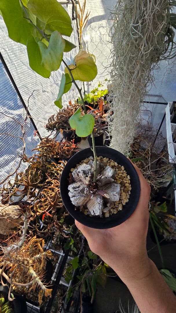 【長谷川園芸】亀甲竜