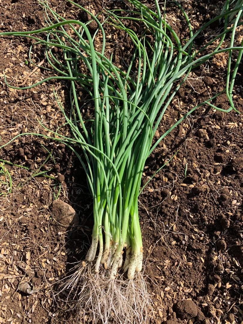 玉ねぎ 苗 ネオアース5000本! ￥40000円
