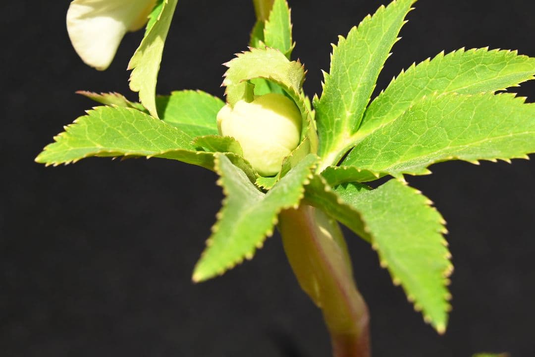 クリスマスローズ　最新花！認定かぐや姫　加藤農園