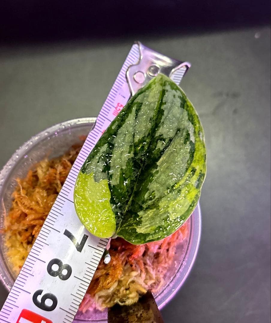 スキンダプサス　綺麗な斑入り　セットL3
