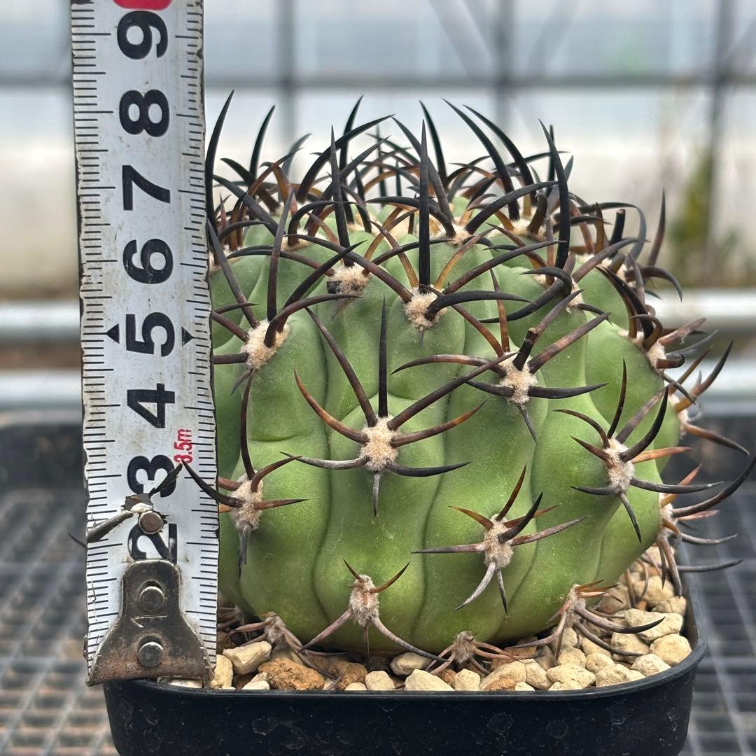 エリオシケ　極光丸