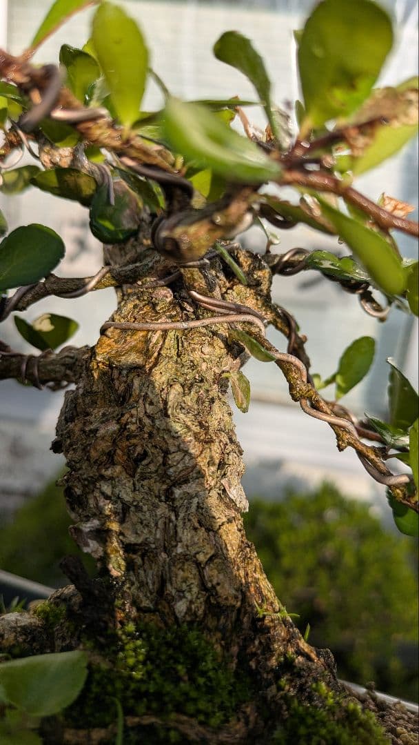 ハリツルマサキ（マッコウ）小品盆栽　荒れ肌