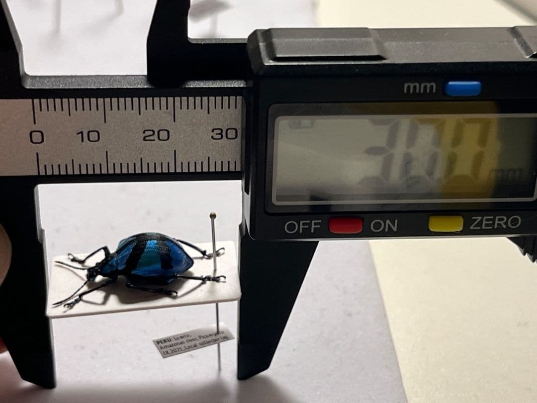 【16mm】メタリックブルーゾウムシ ペルー産 昆虫標本タマムシホウセキゾウムシ
