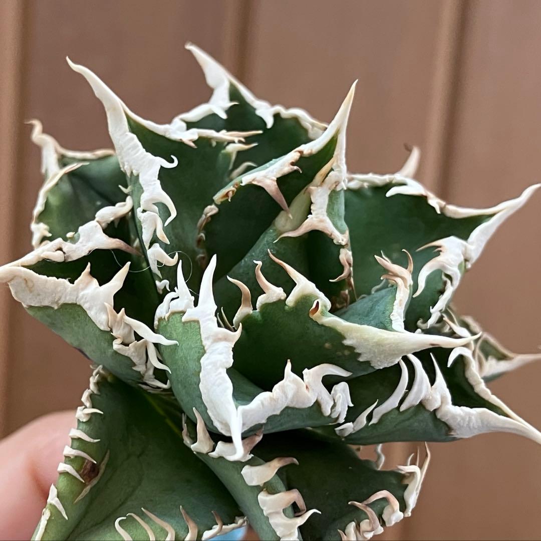 e*6様 【オークション】⑦選抜　太棘　アガべ　チタノタ　白豪刺　TC