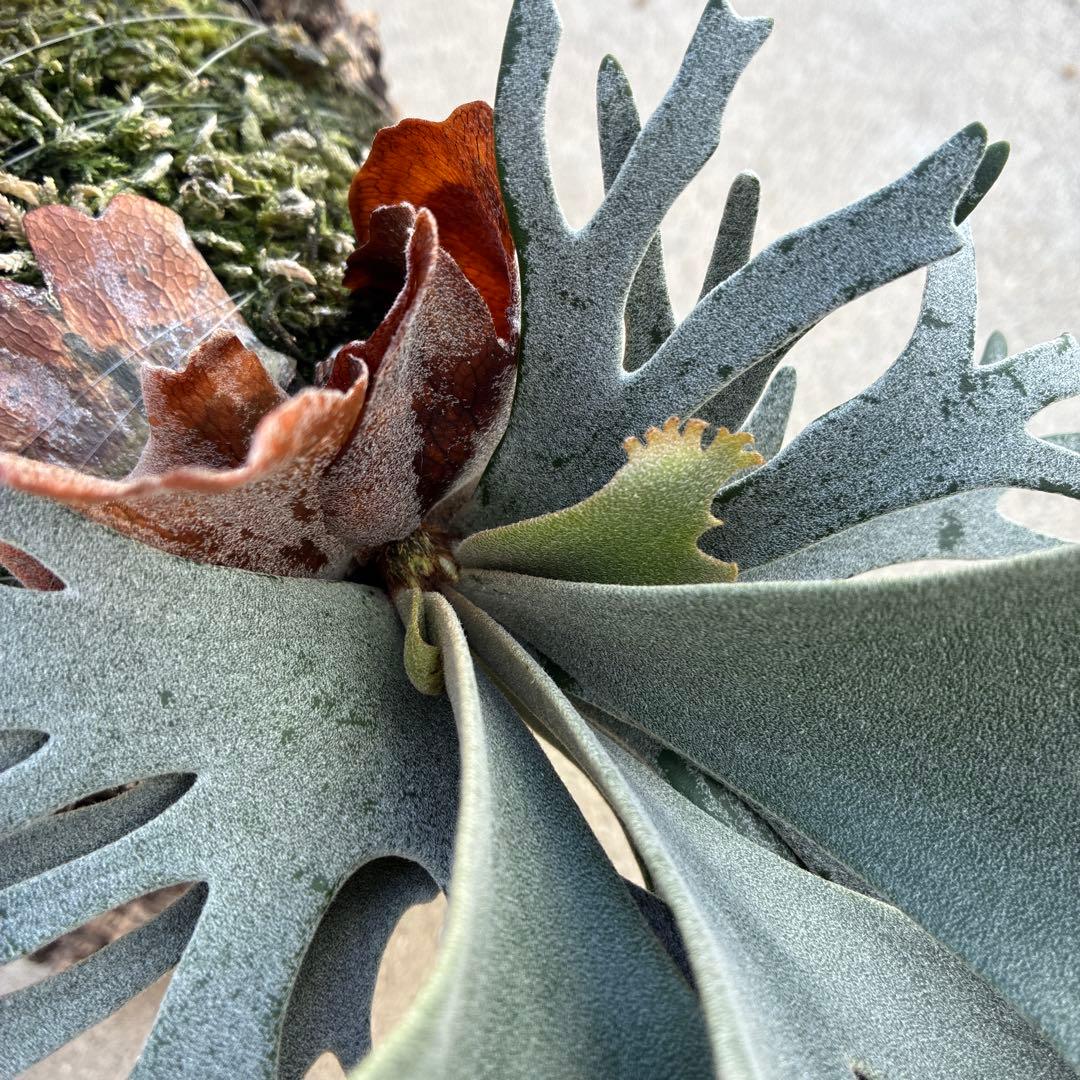 P.willinckii bacteria spore バクスポ　ビカクシダ