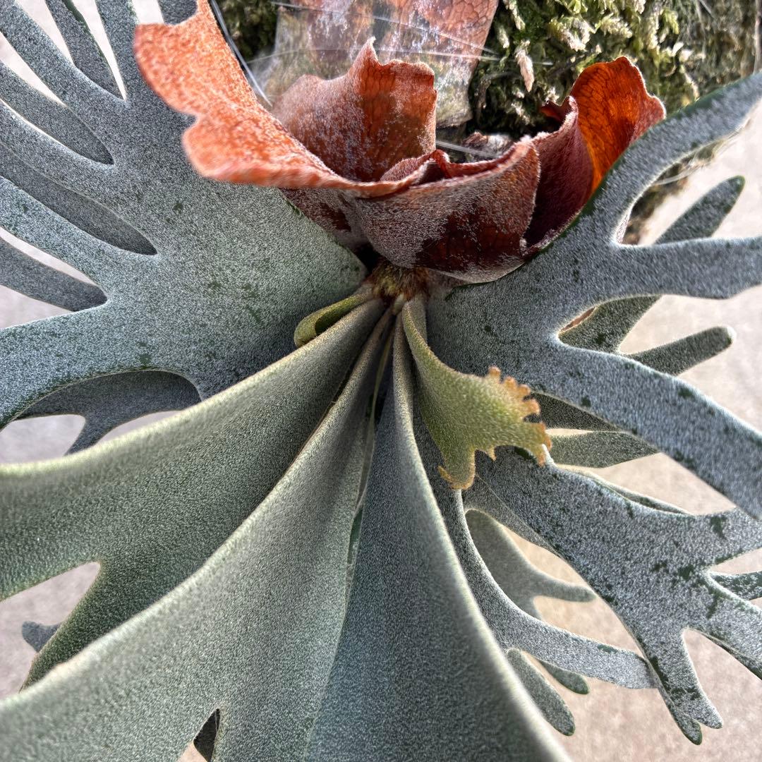 P.willinckii bacteria spore バクスポ　ビカクシダ