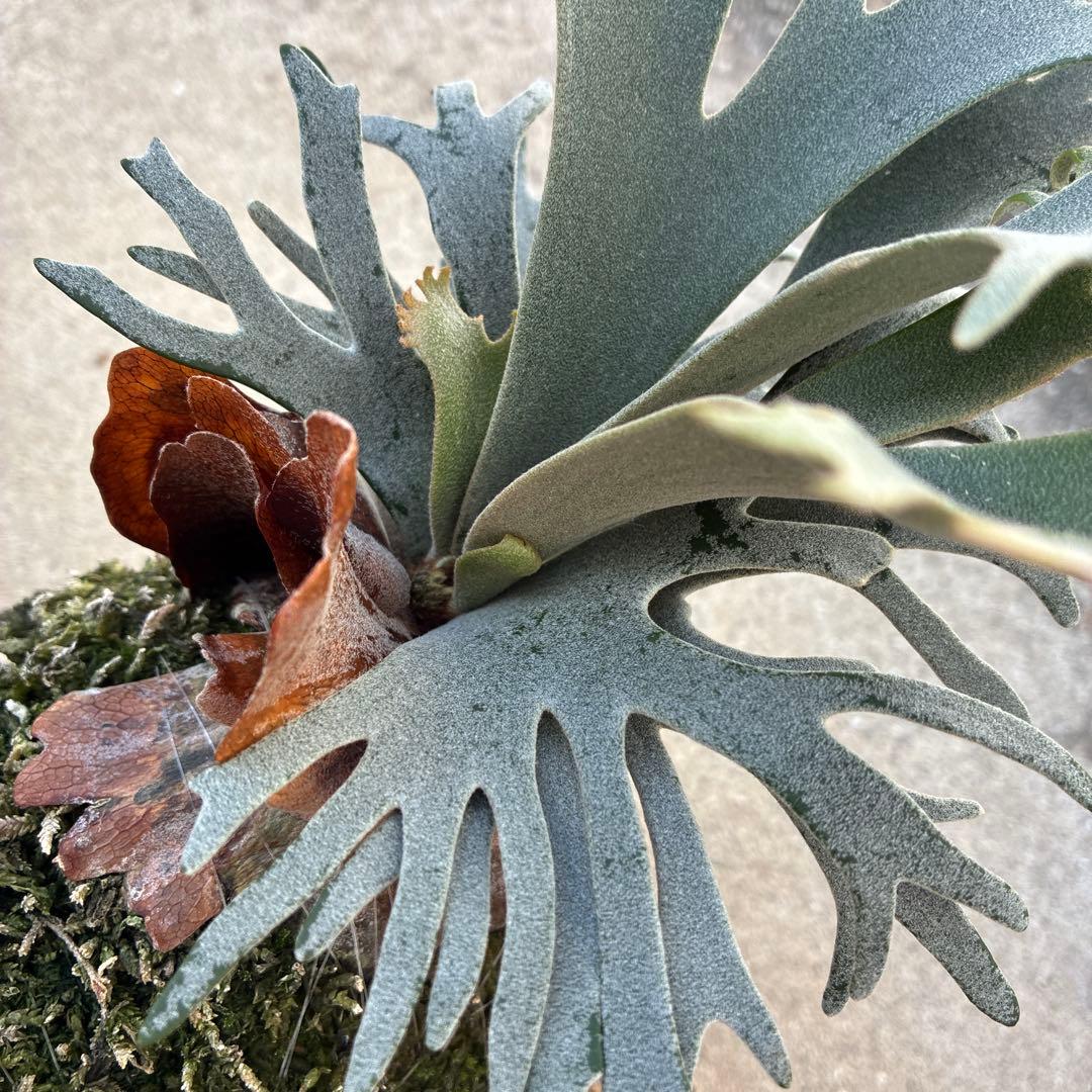 P.willinckii bacteria spore バクスポ　ビカクシダ