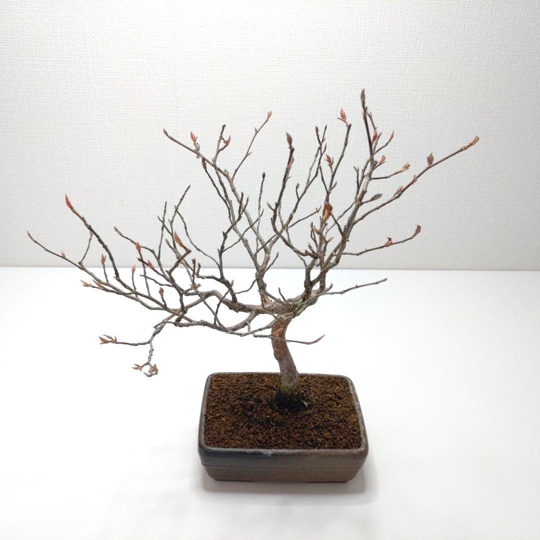 寒樹姫沙羅（ヒメシャラ）盆栽 SS030