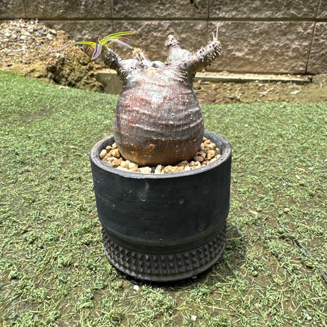 オペルクリカリア グラキリス　spicy gem パキプス　コピアポア 赤肌