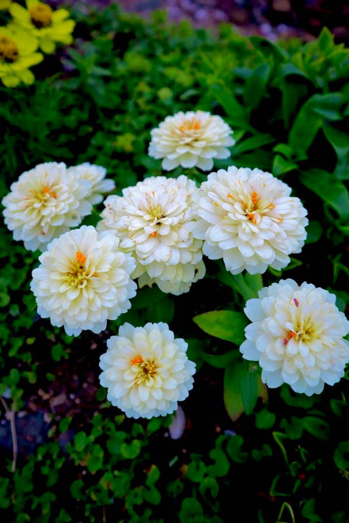 Canon EOS Kiss M ミラーレスカメラ ホワイト