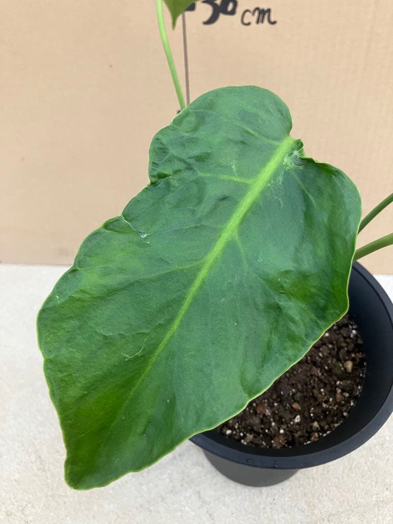 モンステラ　デリシオーサ実生株　斑入り　変異株凸凹葉っぱ　2鉢セット